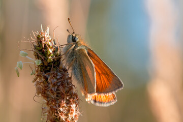 Small skipper butterfly (Thymelicus sylvestris) on seed head