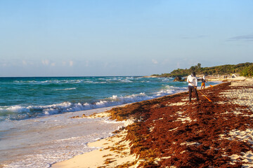 Playa del Carmen, Quintana Roo, Mexico, February 3st , 2023: Sargassum at Colosio Beach © sarah
