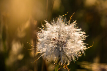 Dandelion seed head (Taraxacum officinale) at sunset