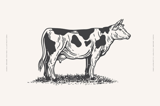 Hand-drawn cow on a light background. Advertising of dairy and meat products and farms. Can be used for dairy stores, markets and menu design, packaging and labels. Vector illustration.