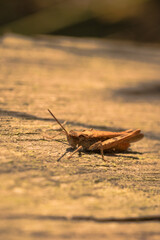 Portrait of a common field grasshopper (Chorthippus brunneus)