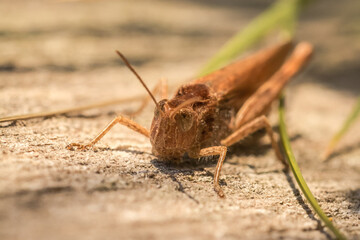 Common field grasshopper (Chorthippus brunneus) on a fence post