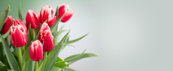 Tulip flowers bunch. Blooming red with white tulips flower border on pastel green background. Big...