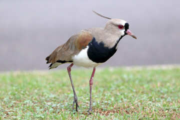 Southern Lapwing (Vanellus chilensis) perched on the ground over grass. bird in the Charadriidae family