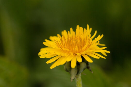 Dandelion flower (Taraxacum officinale)