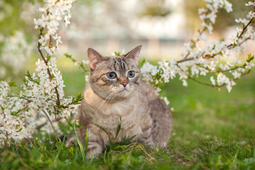 Portrait of a blue eyed cat under the branch of the cherry tree blossom