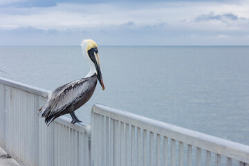 Close-up of a gray pelican sitting on the railing of a new pier in Florida on a cloudy day.