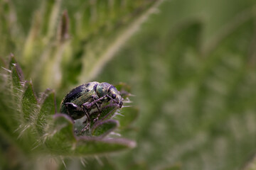 Nettle weevil (Phyllobius argentatus) on a leaf