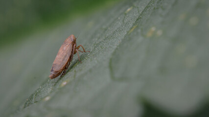 Brown leaf hopper sitting on a leaf