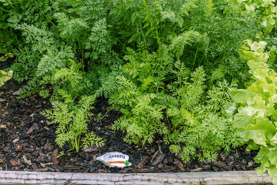 A planting of carrots in a raised bed with a little carrot sign painted on a shell.