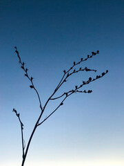 Branch silhouette