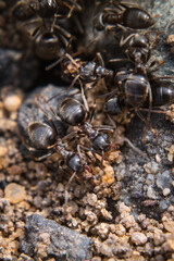 Black ants (Lasius niger) running across sand and gravel