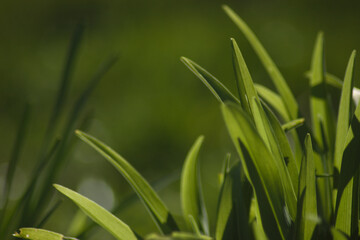 Obraz premium Green blades of grass in early spring rays of sun. Background with stems of new spring grass reflecting green light.