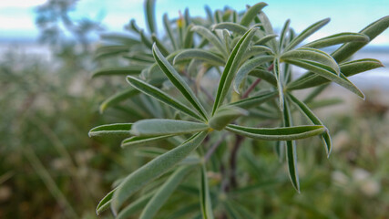coastal nature macro