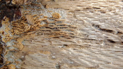 sandy driftwood macro