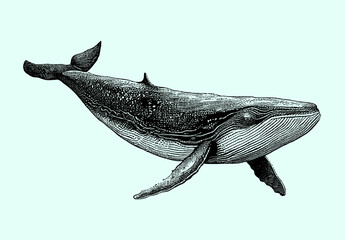 Big whale isolated on a blue background, sketch, engraving, big whale, sperm whale. Vector