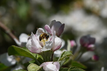 Apfelblüte mit Honigbiene