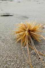 Spinegrass on the sand