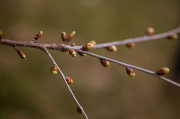 buds of tree plants on a branch in spring