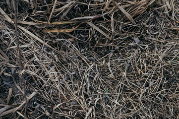 Dried Grass, Top View of Dry Grass in the Field