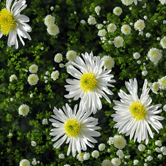 White daisies in a garden Generative Art