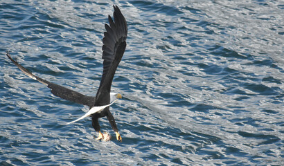Puget Sound Eagle