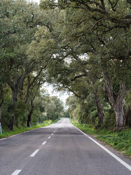 Strada alberata con quercie in sardegna