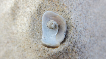 broken shell on the sand 