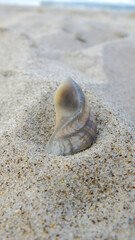 shell buried in the sand