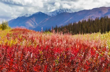Crédence de cuisine en verre imprimé Denali Autumn in Alaska