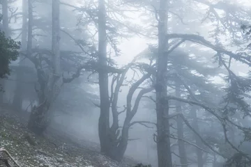 Foto auf Leinwand Fog in the forest © Galyna Andrushko