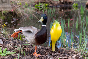 Duck by the pond in Oakwood at Wisley Gardens, Surrey, UK