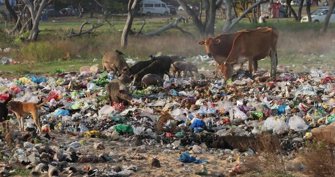 Cattle and pigs grazing among burning plastic at rubbish dump Waste and Garbage