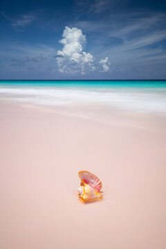Pink Conch shell on a pink beach in the Bahamas