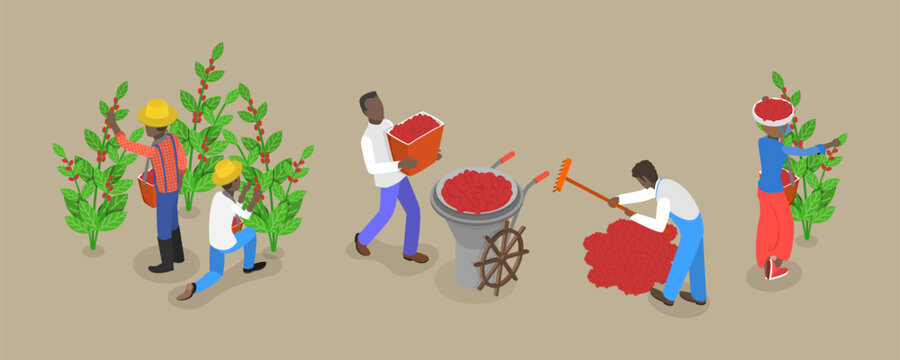 3D Isometric Flat Vector Conceptual Illustration Of Coffee Plantation, Picking Harvesting Ripe Berries