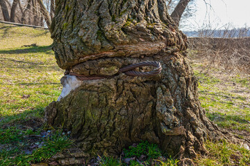 An iron cable is tied around a tree and digs into the bark of the tree. Ingrown iron wire in a tree. Environmental and social issues concept
