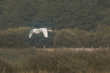 Mute swan (Cygnus olor) flying over vegetation
