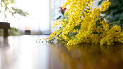 flowers and potted flowers of mimosa a beautiful flower symbol of Women&rsquo;s Day celebrated on March 8