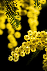 flowers and potted flowers of mimosa a beautiful flower symbol of Women&rsquo;s Day celebrated on March 8