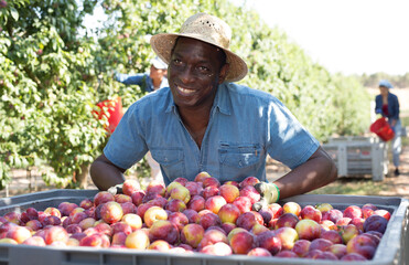 Fototapeta premium Cheerful young adult man farmer posing with freshly picked plums in big crate at orchard, proud of good harvest