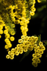 flowers and potted flowers of mimosa a beautiful flower symbol of Women&rsquo;s Day celebrated on March 8