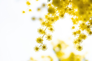 flowers and potted flowers of mimosa a beautiful flower symbol of Women&rsquo;s Day celebrated on March 8