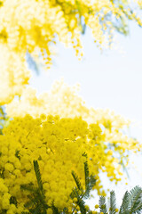 flowers and potted flowers of mimosa a beautiful flower symbol of Women&rsquo;s Day celebrated on March 8