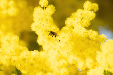 bee among the flowers of mimosa