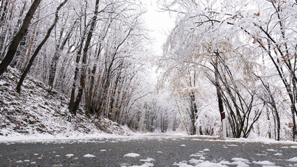 a snowy road goes through the trees of a forest