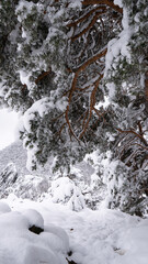 panorama of hills and snowy trees&nbsp; 