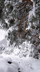 panorama of hills and snowy trees  