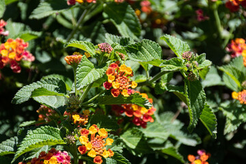 Shrub with red and yellow Spanish flag flowers or verbena (Lantana).