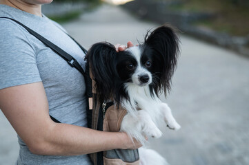 A woman walks with a dog in a backpack. A close-up portrait of a Continental Pappilion Spaniel in a...