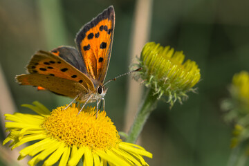 Side on view of a small copper butterfly (Lycaena phlaeas) feeding on a yellow flower